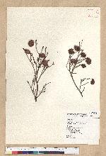 Tsuga chinensis (Franch.) Pritz. ex Diels var. formosana (Hayata) Li & Keng 臺灣鐵杉