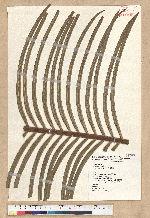 Cycas thouarsii R. Brown 光果蘇鐵
