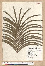 Cycas thouarsii R. Brown 光果蘇鐵