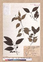 Cinnamomum osmophloeum Kanehira 土肉桂