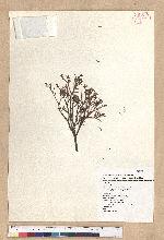 Tsuga chinensis (Franch.) Pritz. ex Diels var. formosana (Hayata) Li & Keng 臺灣鐵杉