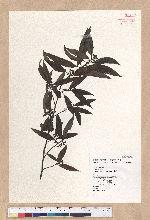 Litsea cubeba (Lour.) Persoon 山胡椒