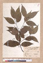 Cinnamomum osmophloeum Kanehira 土肉桂