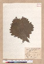 Quercus dentata Thunb. ex Murray 槲樹