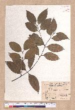 Cinnamomum osmophloeum Kanehira 土肉桂