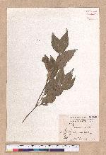 Cinnamomum osmophloeum Kanehira 土肉桂