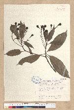 Machilus thunbergii Siebold & Zucc. 紅楠(豬腳楠)