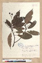 Machilus thunbergii Siebold & Zucc. 紅楠(豬腳楠)