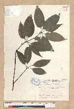 Neolitsea parvigemma (Hayata) Kanehira & Sasaki 小芽新木薑子