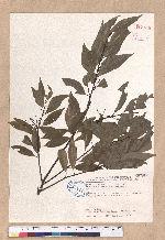Cinnamomum insulari-montanum Hayata 山肉桂(台灣肉桂)