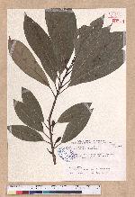 Litsea acuminata (Blume) Kurata 長葉木薑子