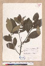 Litsea akoensis Hayata var. chitouchiaoensis Liao 竹頭角木薑子