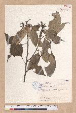 Pasania glabra (Thunb.) Oerst. 子彈石櫟