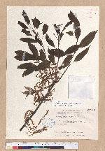 Cyclobalanopsis morii (Hayata) Schott. 森氏櫟(赤椆)
