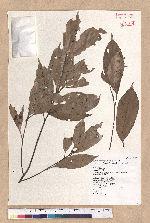 Pasania hancei (Benth.) Schott. var. ternaticupula (Hayata) Liao 三斗石櫟