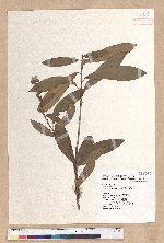 Litsea morrisonensis Hayata 玉山木薑子