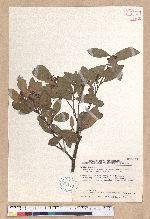 Litsea elongata (Wall. ex Nees) Benth. et Hook. f. var. mushaensis (Hayata) J. C. Liao 霧社木薑子