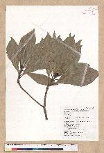 Machilus japonica Siebold et Zucc. var. kusanoi (Hayata) Liao 大葉楠
