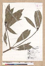 Machilus japonica Siebold et Zucc. var. kusanoi (Hayata) Liao 大葉楠