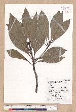 Machilus japonica Siebold et Zucc. var. kusanoi (Hayata) Liao 大葉楠