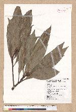Machilus japonica Siebold et Zucc. var. kusanoi (Hayata) Liao 大葉楠