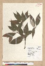 Neolitsea sericea (Blume) Koidz. 白新木薑子