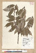 Neolitsea aciculata (Blume) Koidz. 銳葉新木薑子
