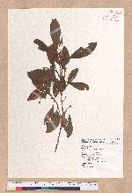 Lindera erythrocarpa Makino 鐵釘樹(紅果釣樟)