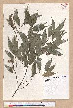 Castanopsis carlesii (Hemsl.) Hayata 長尾栲