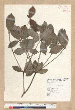 Neolitsea hiiranensis Liu & Liao 南仁山新木薑子