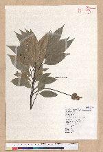 Castanopsis carlesii (Hemsl.) Hayata 長尾栲