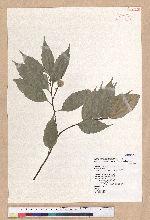 Castanopsis carlesii (Hemsl.) Hayata 長尾栲