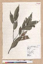 Castanopsis carlesii (Hemsl.) Hayata 長尾栲