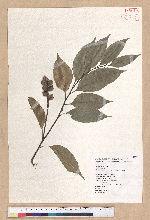 Castanopsis carlesii (Hemsl.) Hayata 長尾栲