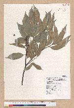 Castanopsis carlesii (Hemsl.) Hayata 長尾栲