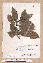 Litsea akoensis Hayata 屏東木薑子