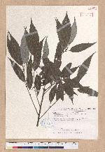 Cyclobalanopsis stenophylloides (Hayata) Kudo & Masamune ex Kudo 狹葉櫟