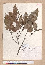 Pasania hancei (Benth.) Schott. var. ternaticupula (Hayata) Liao 三斗石櫟