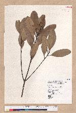 Pasania formosana (Skan) Schott. 臺灣柯