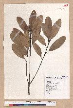 Pasania formosana (Skan) Schott. 臺灣柯
