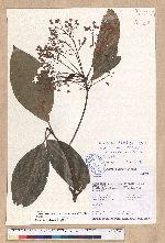 Machilus zuihoensis Hayata var. mushaensis (Lu) Y. C. Liu 青葉楠(霧社楨楠)