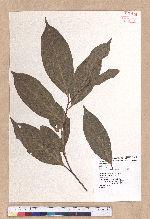 Cryptocarya chinensis (Hance) Hemsl. 厚殼桂