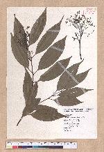 Cinnamomum osmophloeum Kanehira 土肉桂
