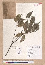 Pasania konishii (Hayata) Schottky 油葉石櫟