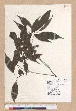 Cyclobalanopsis longinux (Hayata) Schott. 錐果櫟