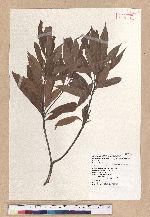 Cyclobalanopsis pachyloma (O. Seem.) Schott. 金斗椆