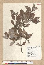 Neolitsea buisanensis Yamamoto & Kamikoti 武威山新木薑子