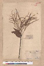 Lithocarpus ternaticupula Hayata