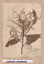 Lithocarpus ternaticupula Hayata