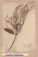 Lithocarpus ternaticupula Hayata